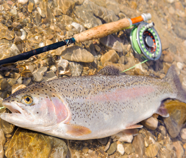 Walking access to fishing (brown and rainbow trout, carp, catfish, largemouth bass etc. )